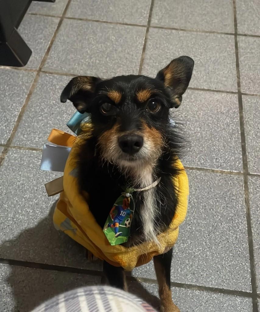 Farofa, cachorro de porte pequeno para adoção em Palhoça - SC
