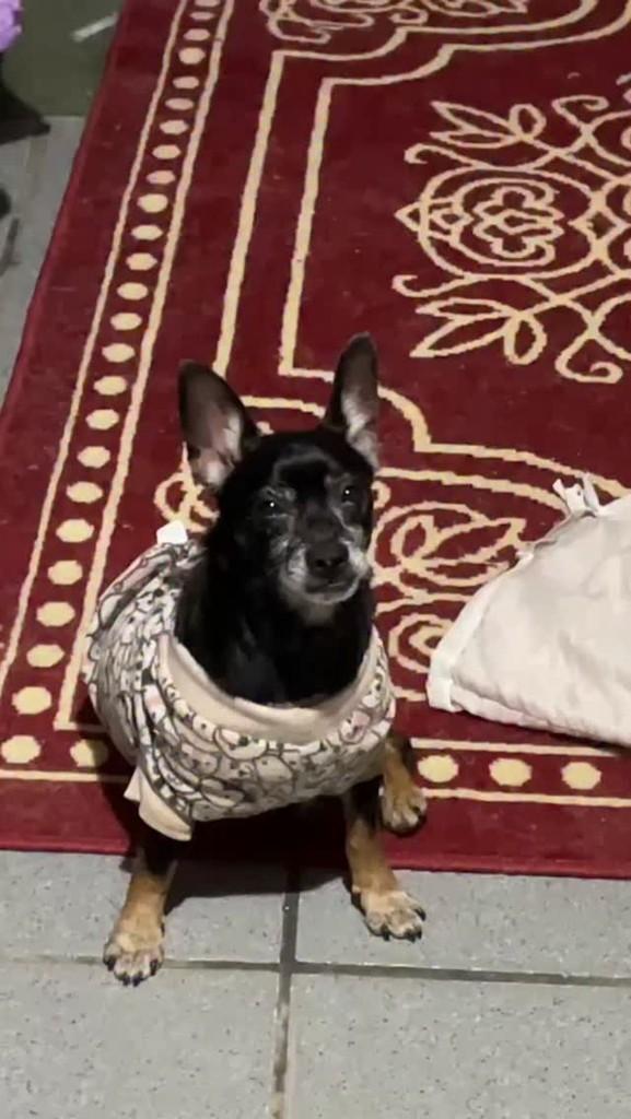 Petruchio, cachorro de porte médio para adoção em Palhoça - SC