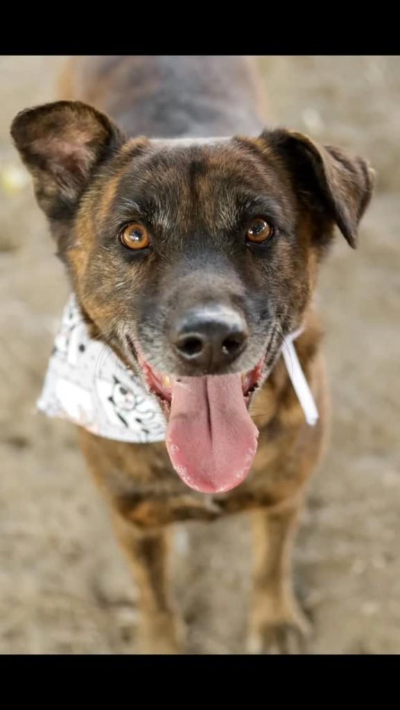 Antônio, cachorro de porte médio para adoção em Palhoça - SC