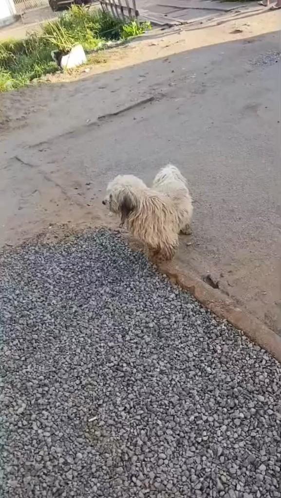 Cocada, cachorro de porte pequeno para adoção em Palhoça - SC
