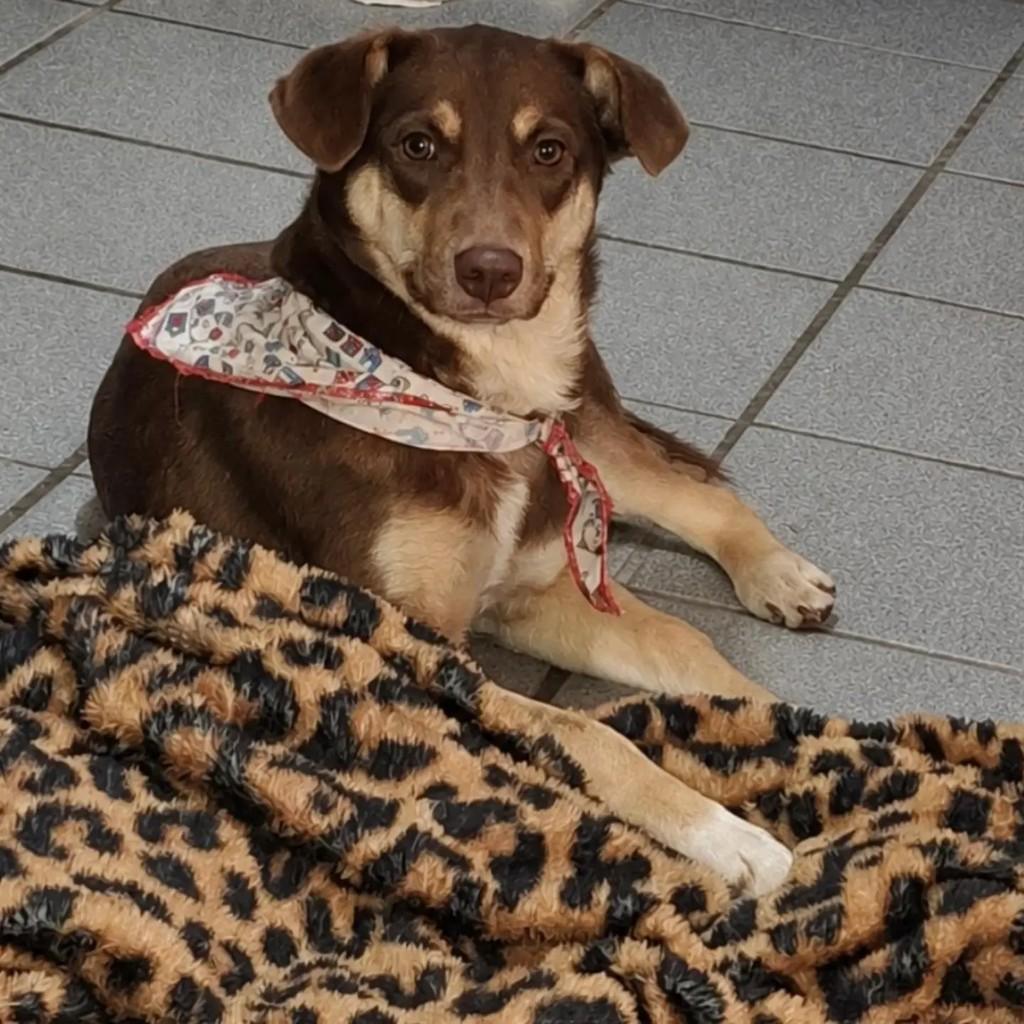 Canela, cadela de porte médio para adoção em Canela - RS
