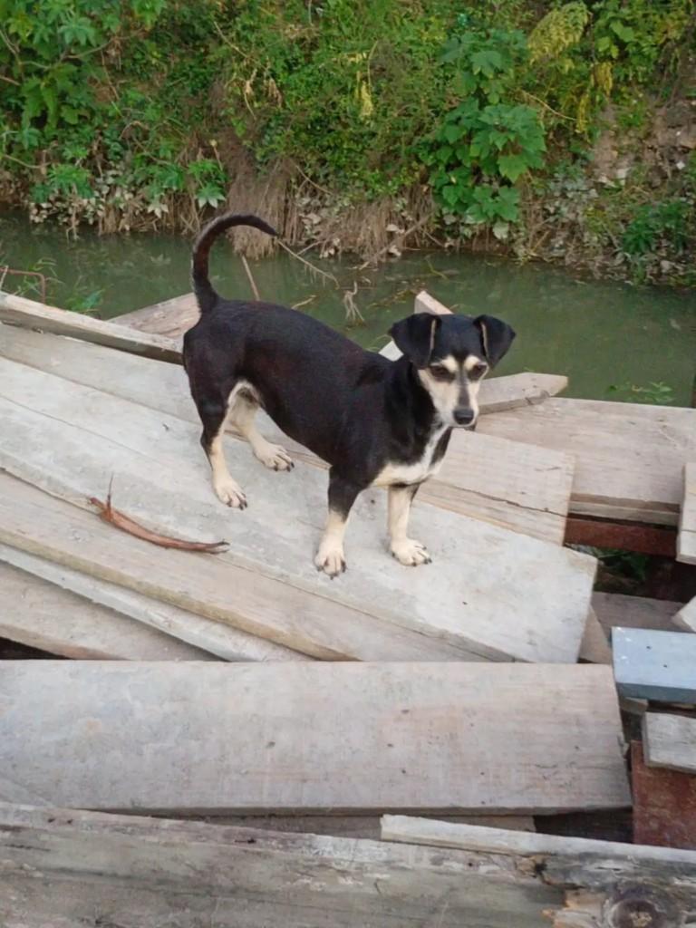 Pitanga, cadela de porte pequeno para adoção em Palhoça - SC