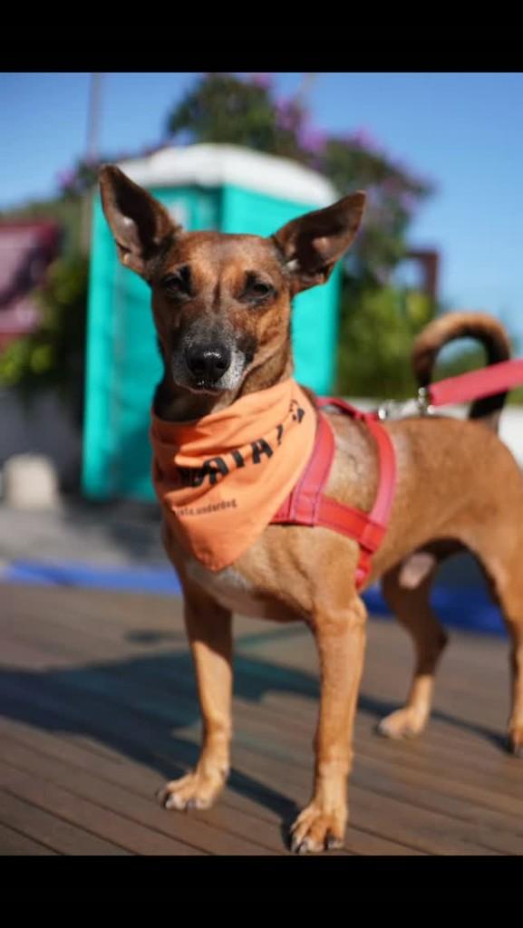 Stefan, cachorro de porte pequeno para adoção em Palhoça - SC