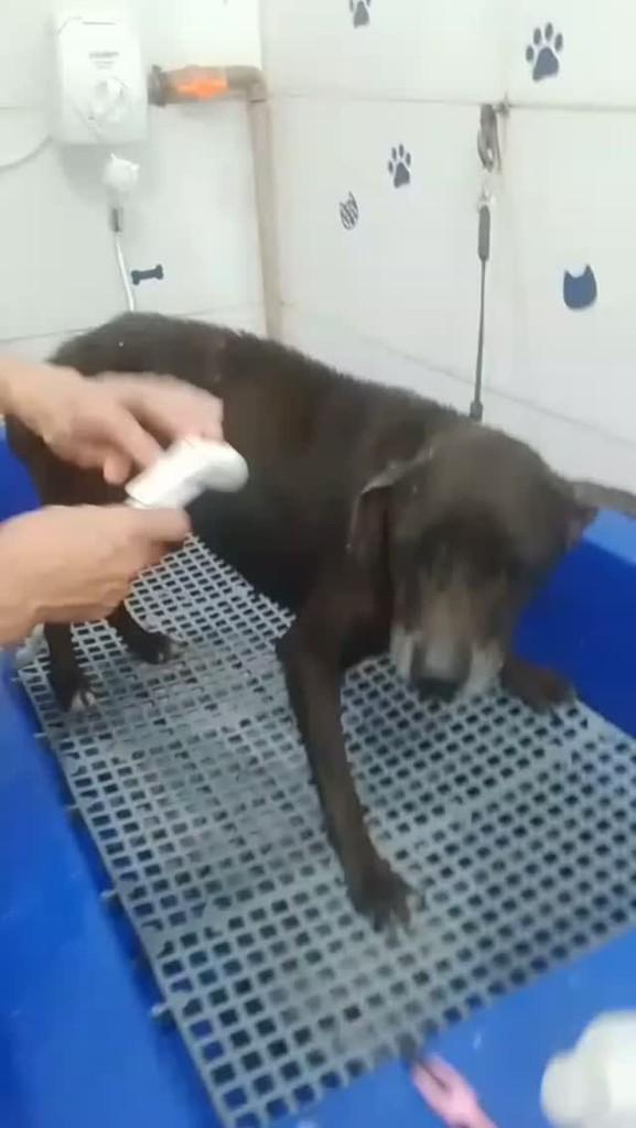Vovô Juca, cachorro de porte médio para adoção em Palhoça - SC
