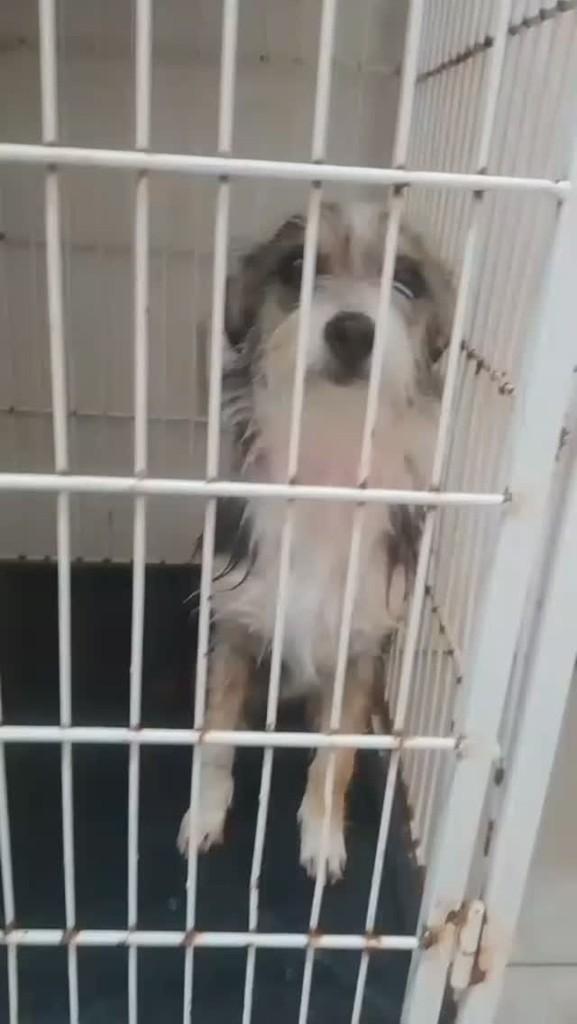 Juju, cachorro de porte pequeno para adoção em Palhoça - SC