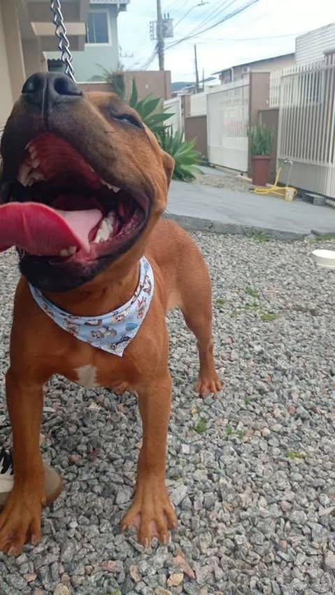 Apolo, cachorro de porte médio para adoção em Palhoça - SC