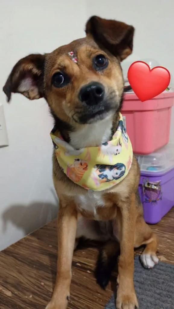 Tequila, cadela de porte pequeno para adoção em Palhoça - SC