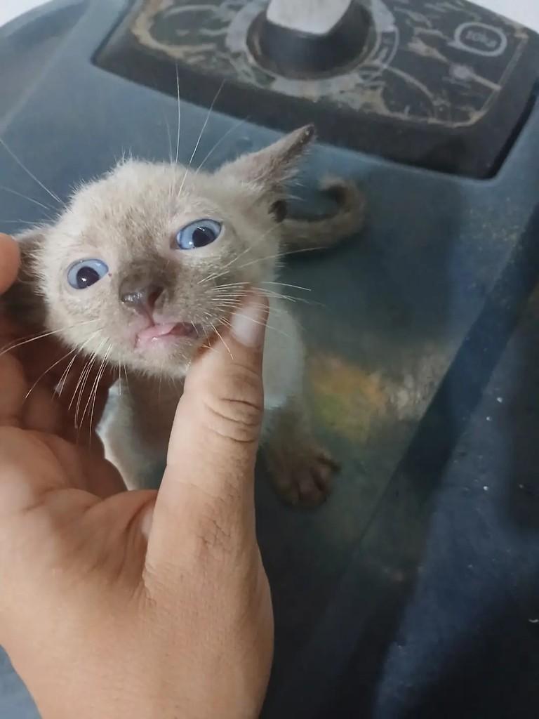 Lindinho, gato de porte pequeno para adoção em Belém - PA