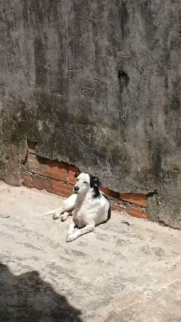 Batuta, cachorro de porte pequeno para adoção em Belém - PA