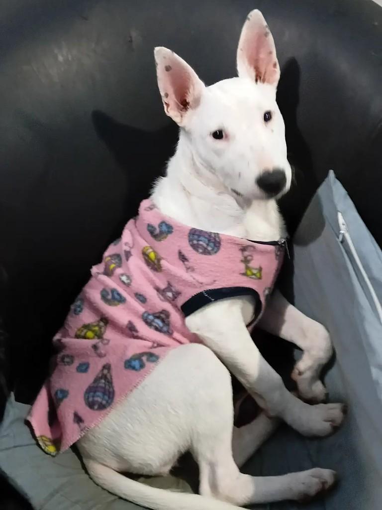 Branca, cachorro de porte médio para adoção em Canoas - RS