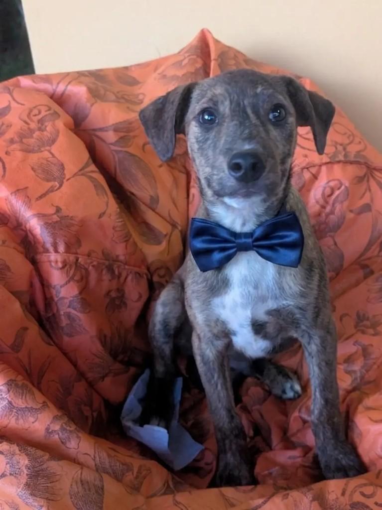 Inácio, cachorro de porte grande para adoção em Curitiba - PR