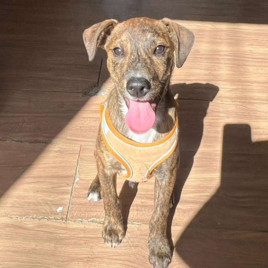 Tico, cachorro de porte grande para adoção em Piraquara - PR