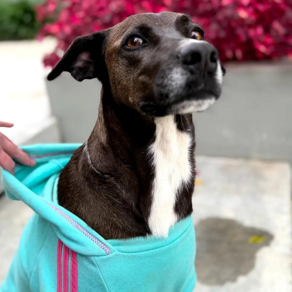 Diana, cachorro de porte médio para adoção em Curitiba - PR