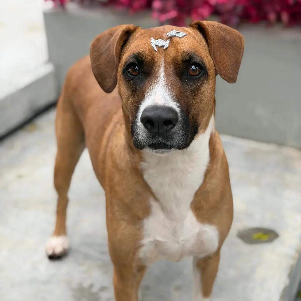 Balu, cachorro de porte grande para adoção em Curitiba - PR