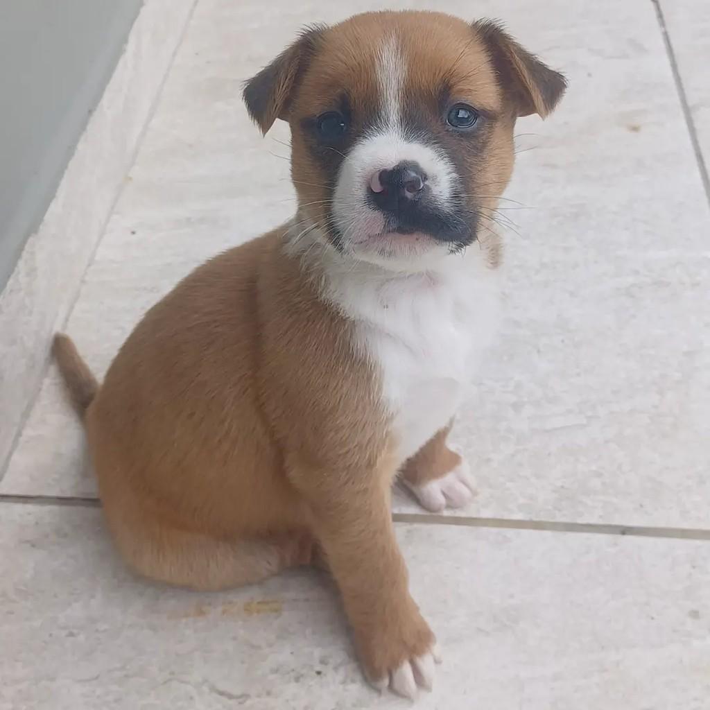 Paulo Gustavo, cachorro de porte médio para adoção em Curitiba - PR