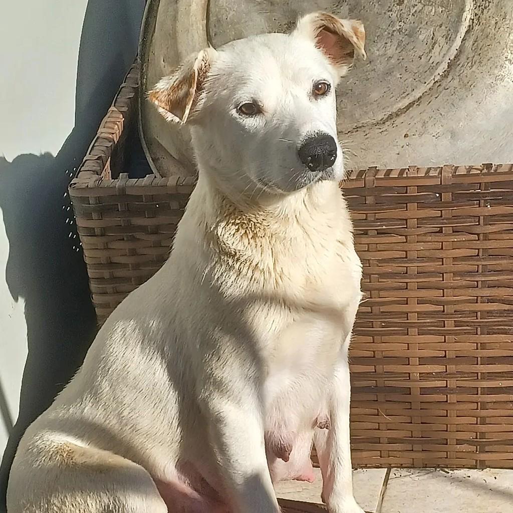 Aila, cadela de porte médio para adoção em Curitiba - PR