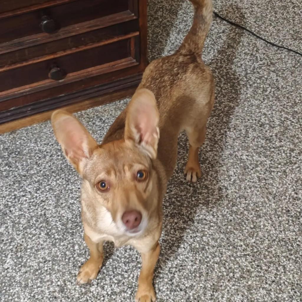 Linda, cadela de porte pequeno para adoção em Curitiba - PR