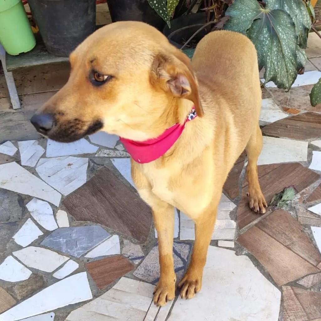Maria Clara, cachorro de porte pequeno para adoção em Curitiba - PR