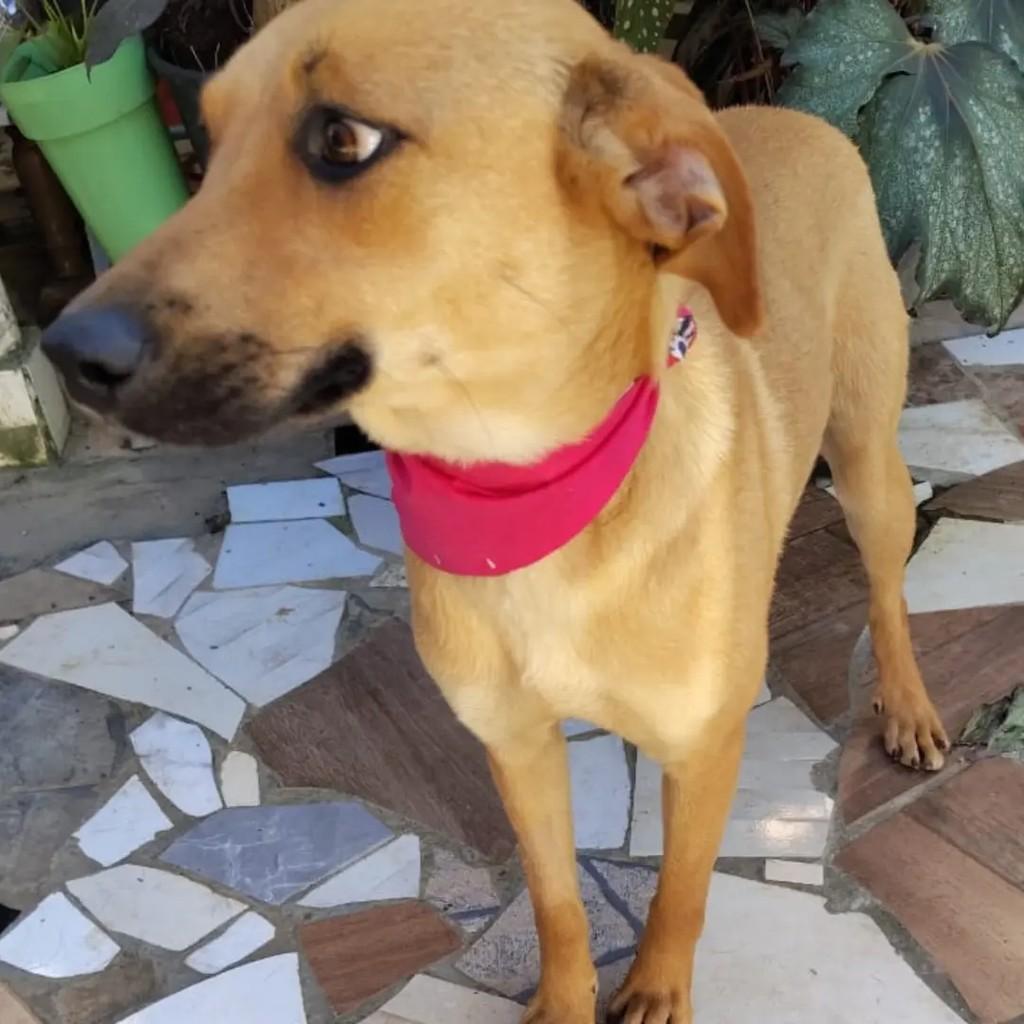 Maria Clara, cachorro de porte pequeno para adoção em Curitiba - PR — foto 2 de 4