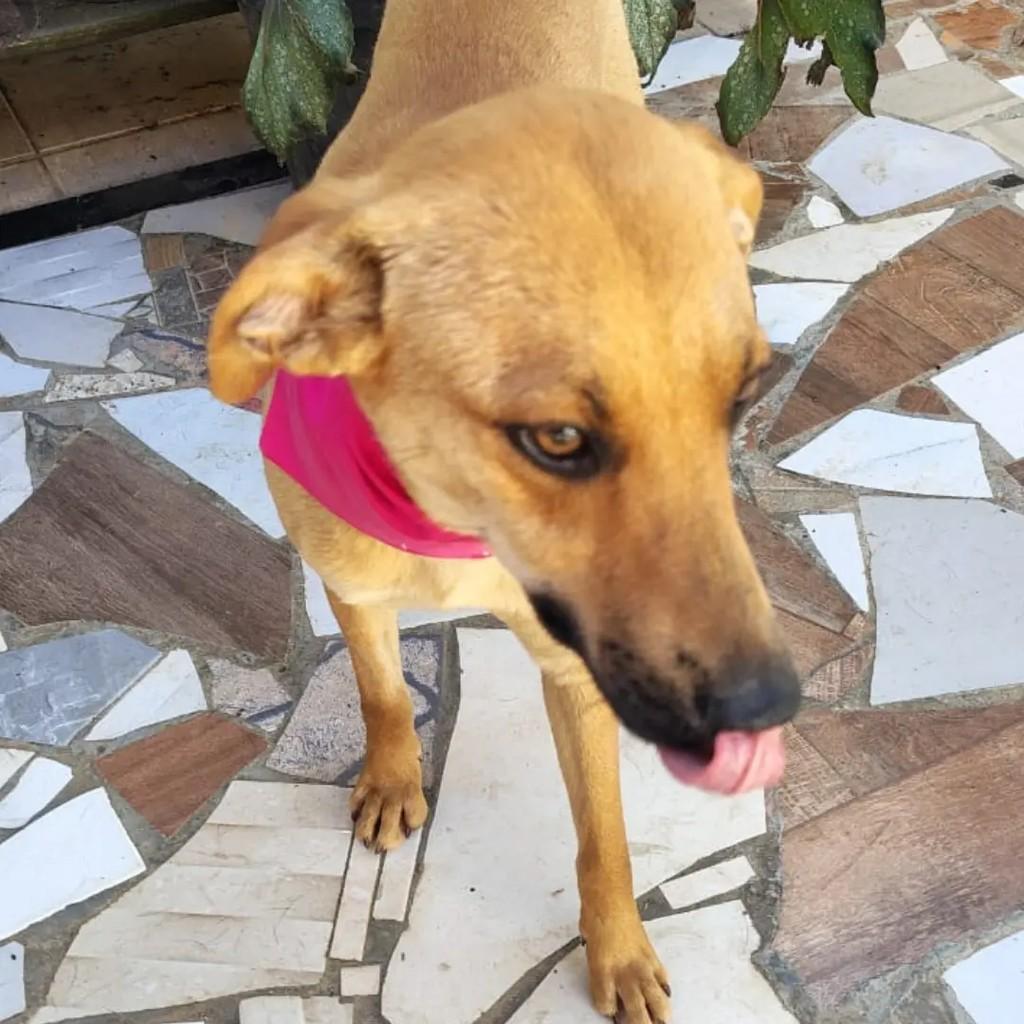 Maria Clara, cachorro de porte pequeno para adoção em Curitiba - PR — foto 3 de 4
