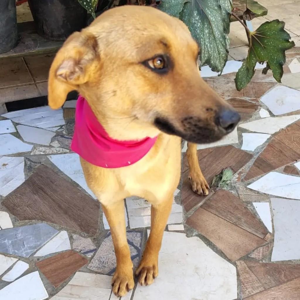 Maria Clara, cachorro de porte pequeno para adoção em Curitiba - PR — foto 4 de 4