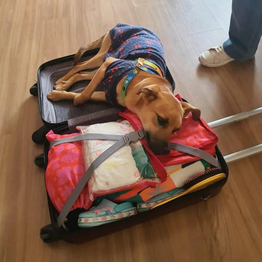 Fênix, cadela de porte médio para adoção em Curitiba - PR — foto 5 de 5