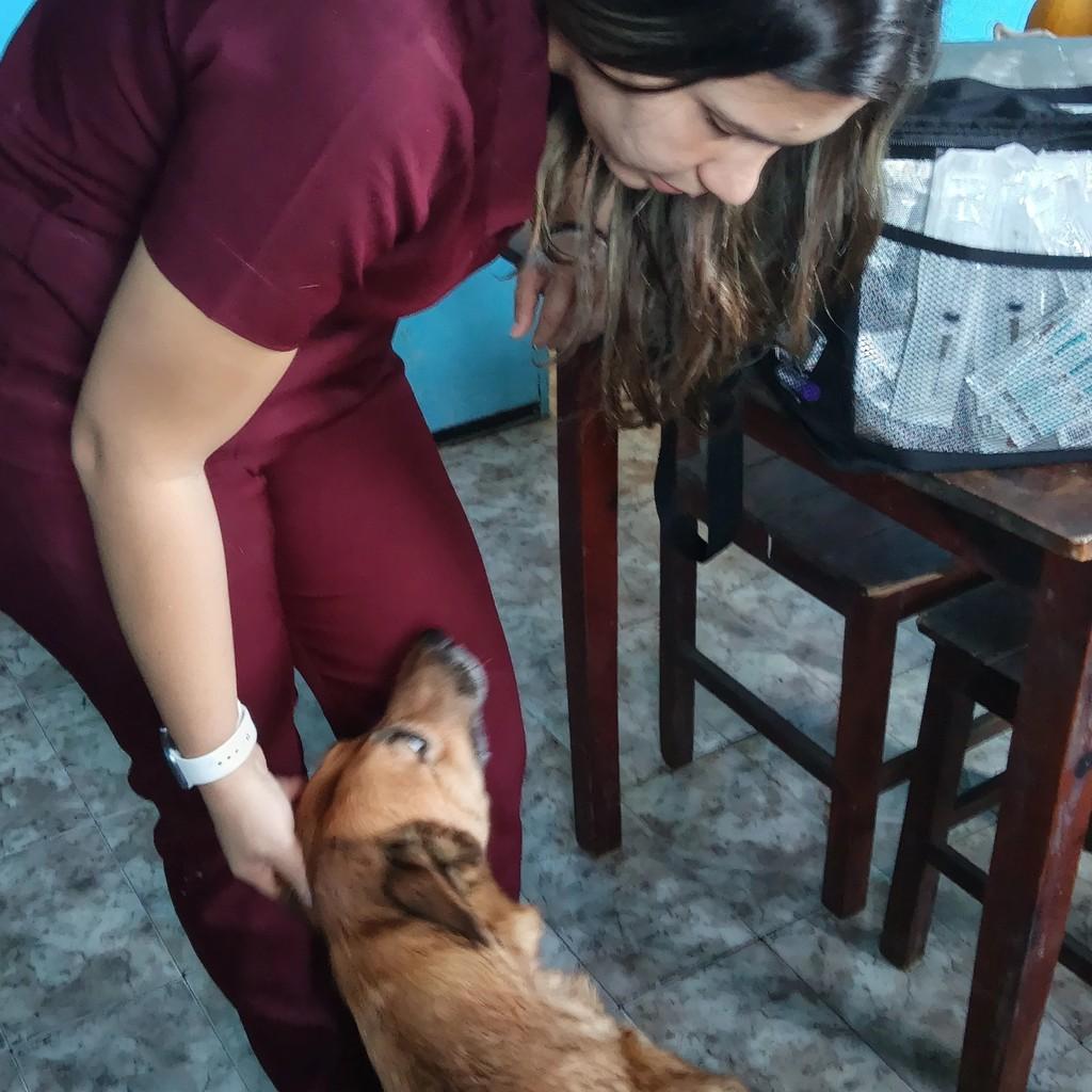 Mel, cachorro de porte médio para adoção em Viçosa do Ceará - CE