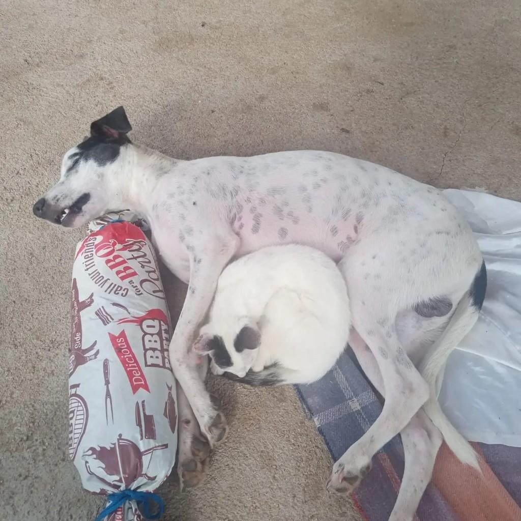 Principezinho, cachorro de porte pequeno para adoção em Viçosa do Ceará - CE