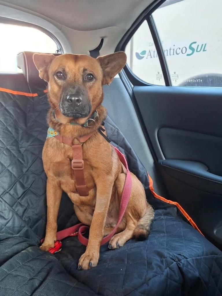 Melinho, cachorro de porte médio para adoção em Vila Velha - ES