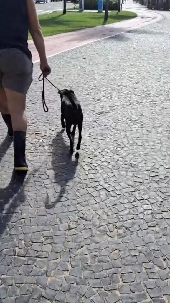 Dudu, cachorro de porte pequeno para adoção em Vila Velha - ES