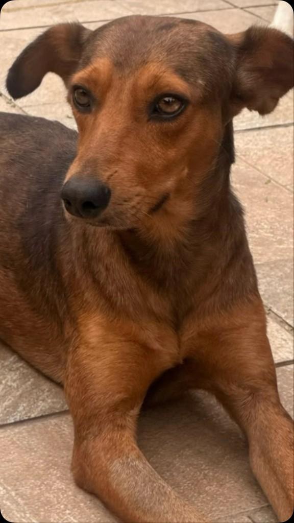 Gael, cachorro de porte médio para adoção em Vila Velha - ES