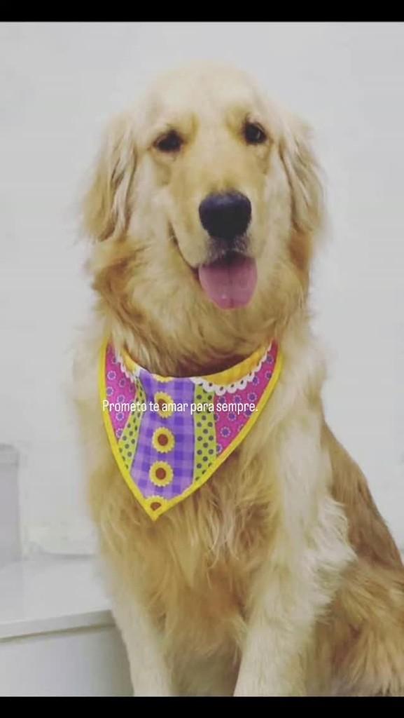 Caramelinha, cachorro de porte médio para adoção em Rio de Janeiro - RJ