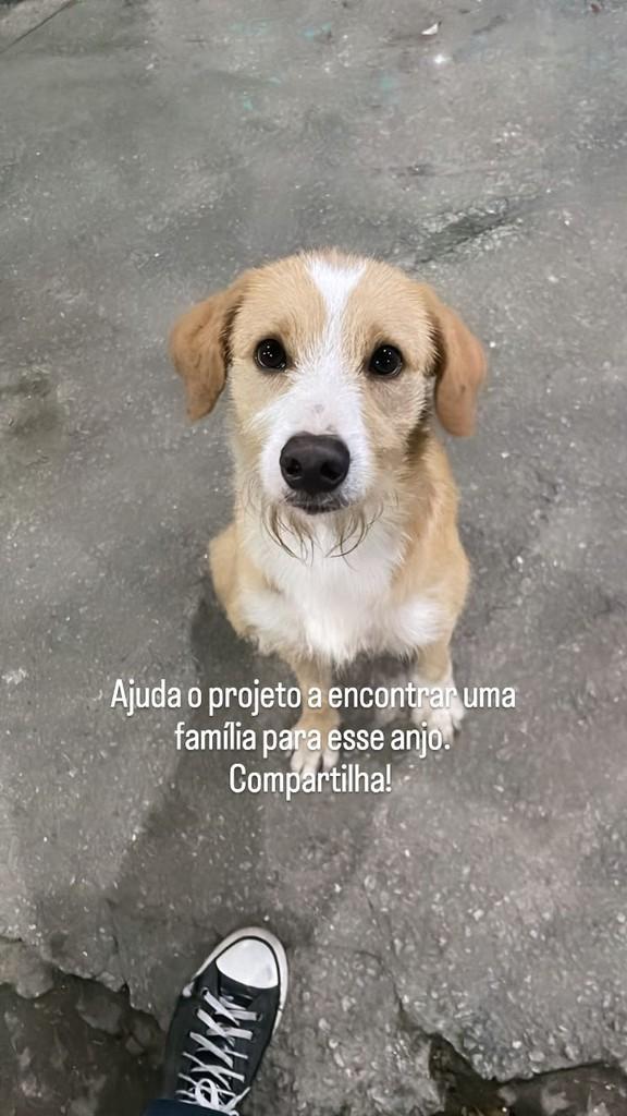 Zeus, cachorro de porte médio para adoção em Rio de Janeiro - RJ