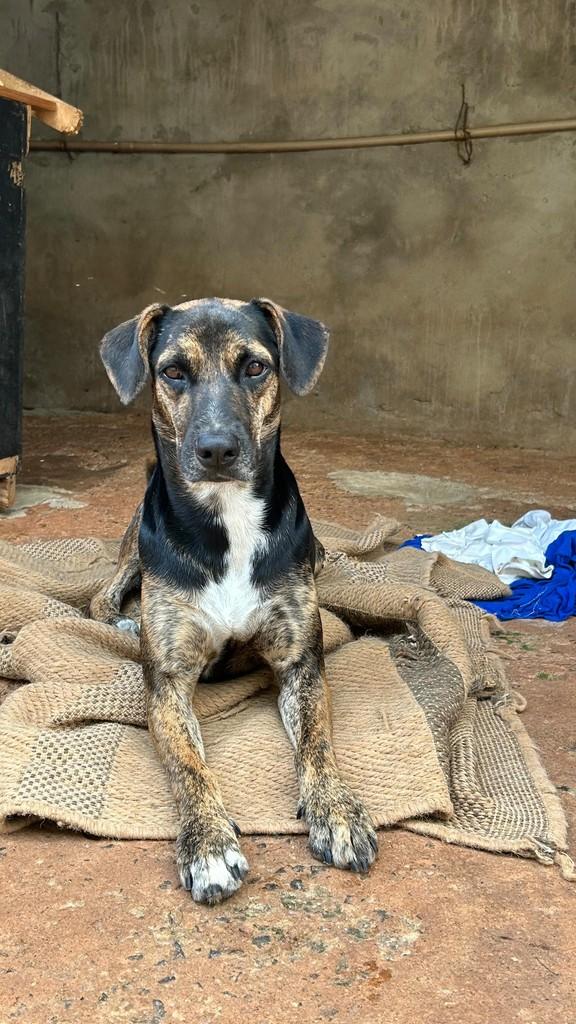 Juninho, cachorro de porte médio para adoção em Tatuí - SP