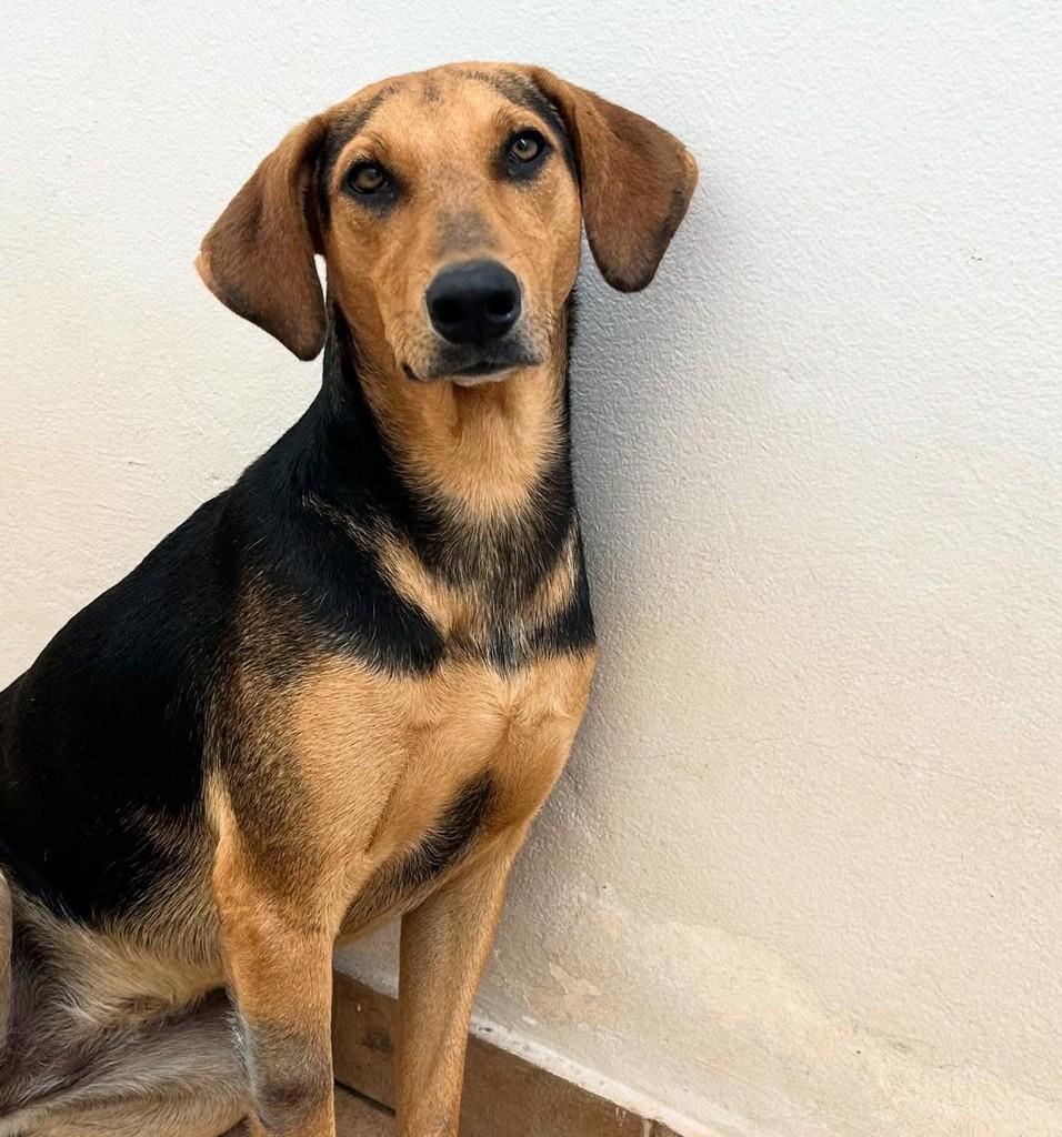 Bella, cadela de porte médio para adoção em Tatuí - SP
