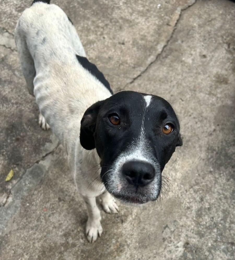 Lica, cachorro de porte médio para adoção em Tatuí - SP