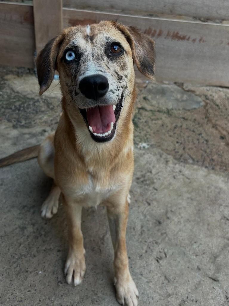 Jujuba, cachorro de porte médio para adoção em Tatuí - SP