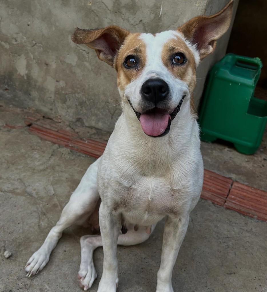 Melina, cachorro de porte médio para adoção em Tatuí - SP