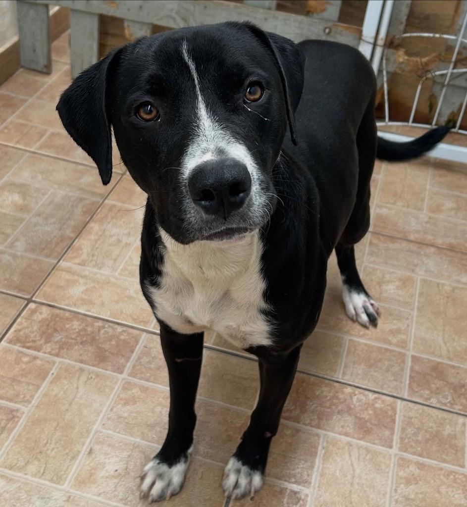 Zeus, cachorro de porte médio para adoção em Tatuí - SP