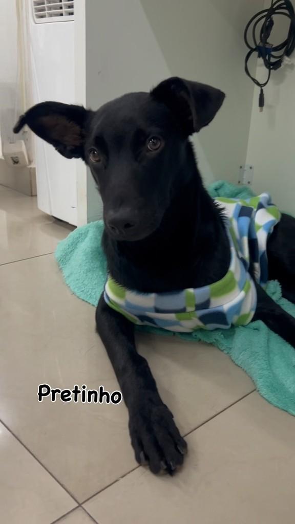 Pretinho, cachorro de porte médio para adoção em Tatuí - SP