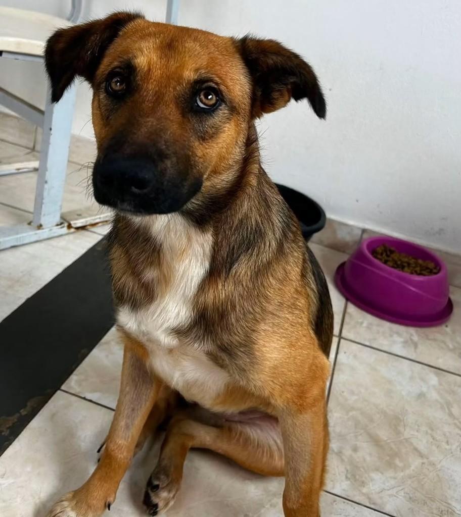 Resgatada, cadela de porte pequeno para adoção em Tatuí - SP