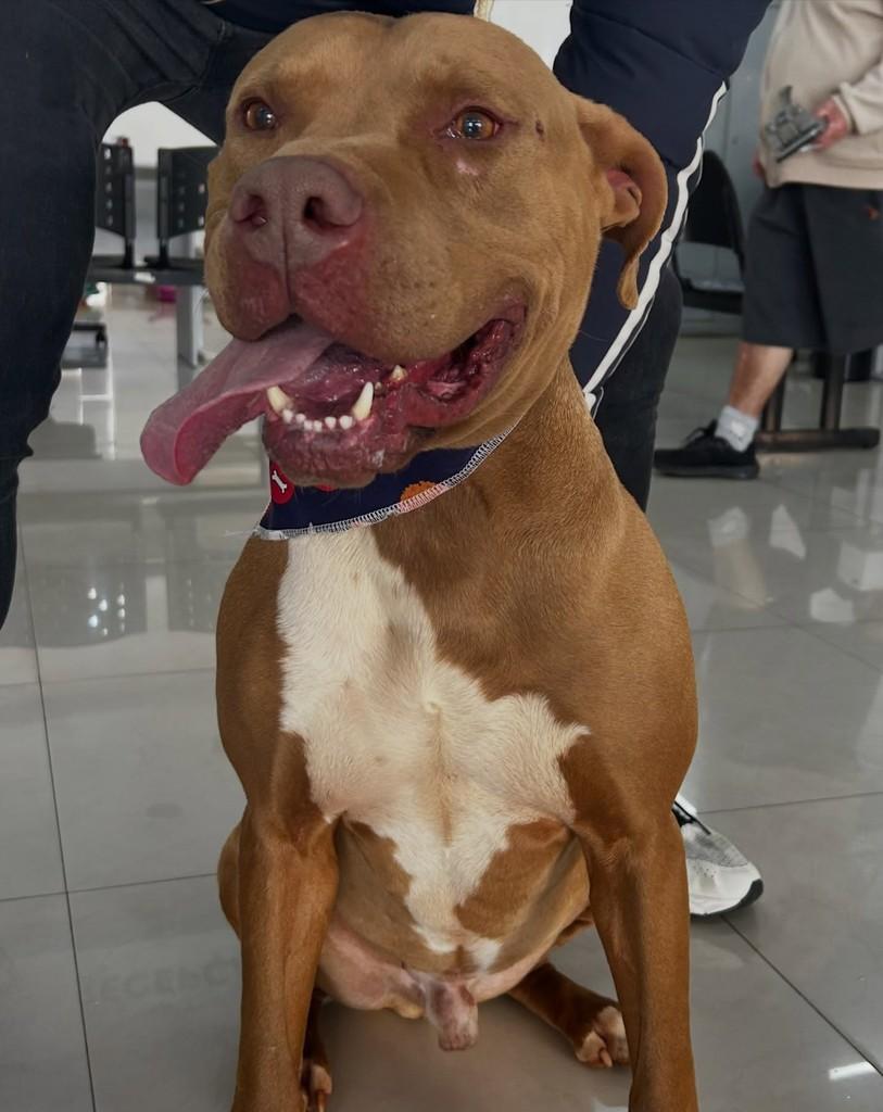 Meninão, cachorro de porte grande para adoção em Tatuí - SP