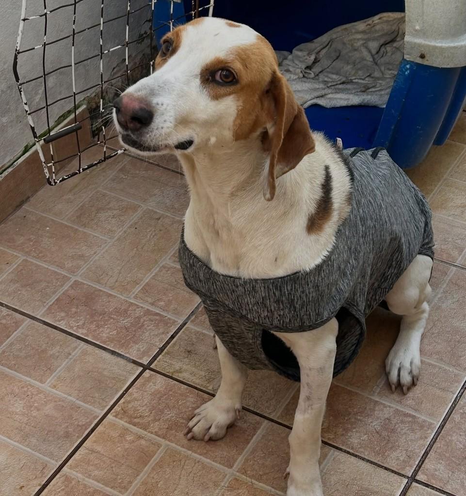 Fox Hound Americano, cadela de porte médio para adoção em Tatuí - SP
