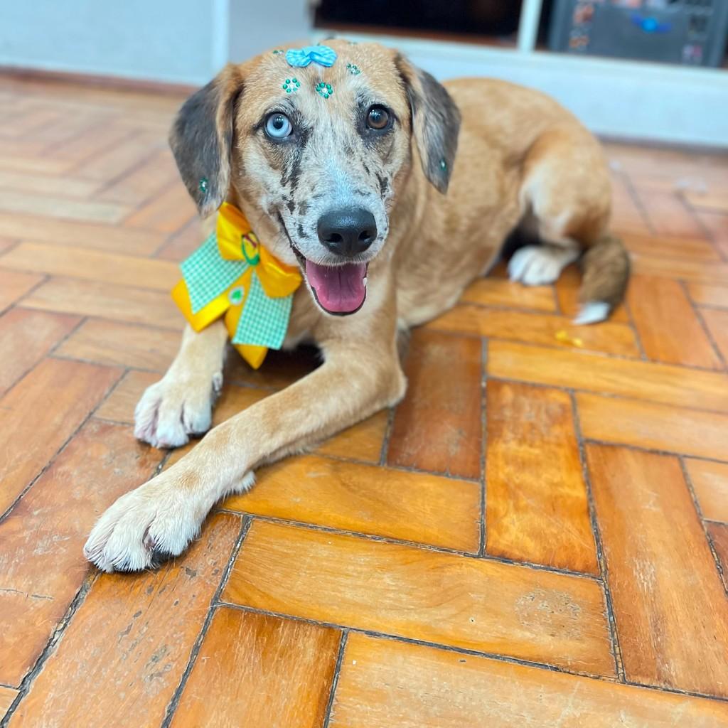 Juju, cadela de porte pequeno para adoção em Tatuí - SP