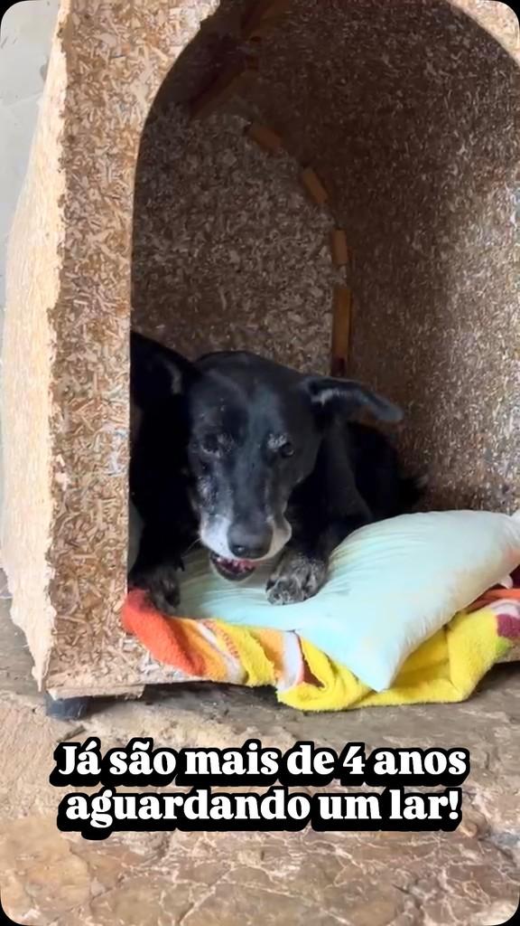 Omar, cachorro de porte médio para adoção em Tatuí - SP