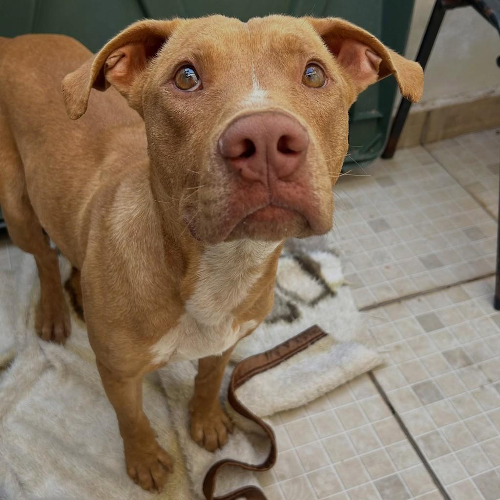 Mestiço de Pitbull, cachorro de porte grande para adoção em Tatuí - SP