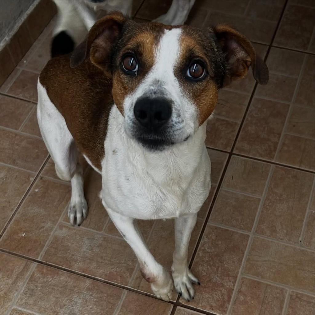 Max, cachorro de porte médio para adoção em Tatuí - SP
