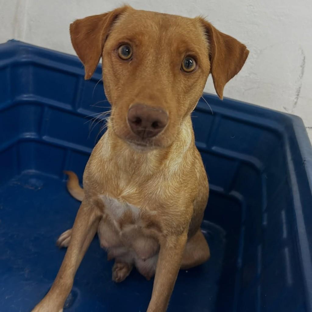 Mel, cadela de porte médio para adoção em Tatuí - SP