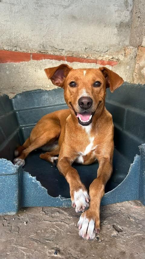 Raika, cadela de porte médio para adoção em Tatuí - SP
