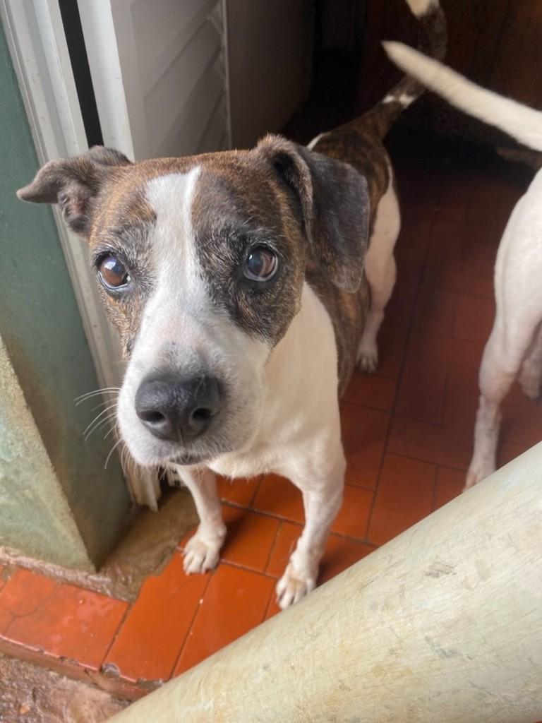 Mia, cachorro de porte médio para adoção em Tatuí - SP